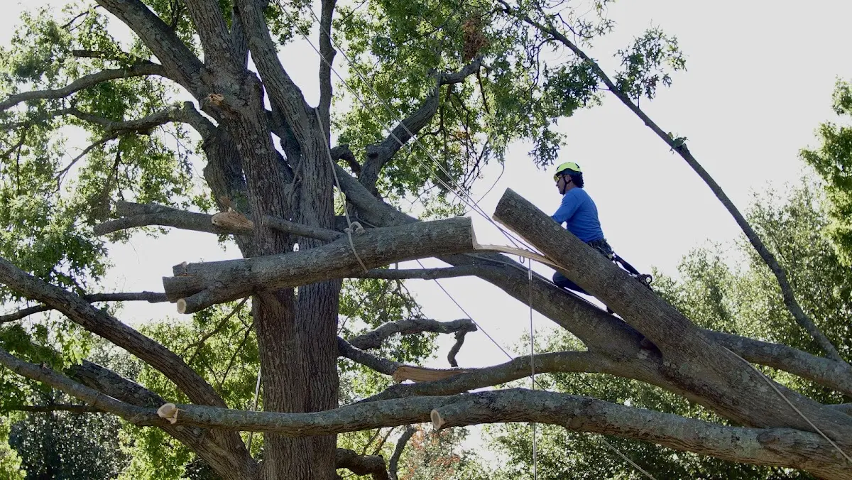 Professional Crown Thinning performed by certified arborists in Gilman